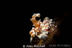 The star of the show! A harlequin shrimp poses for the ca... by Alex Mitchell 